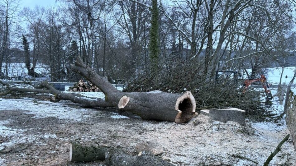 baumfällung 2